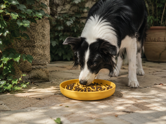 Why Do Dogs Need Lick Mats? Benefits Every Dog Owner Should Know