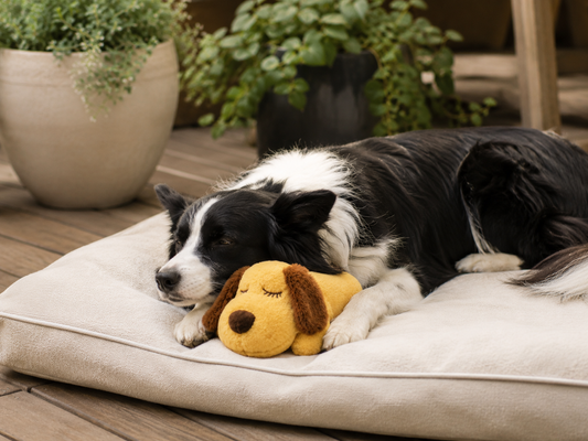 How To Reduce Separation Anxiety In Dogs